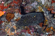 Calloplesiops altivelis Poisson comete-Maldives Bathalaa thila-21m-20240423-da-DSC_6006_tn